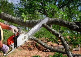 Best Hedge Trimming  in Smithton, IL